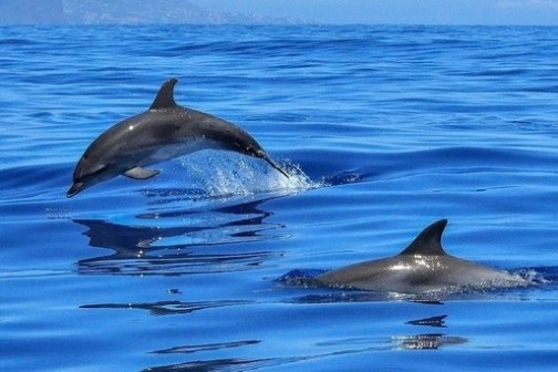 a dolphin swimming in blue water