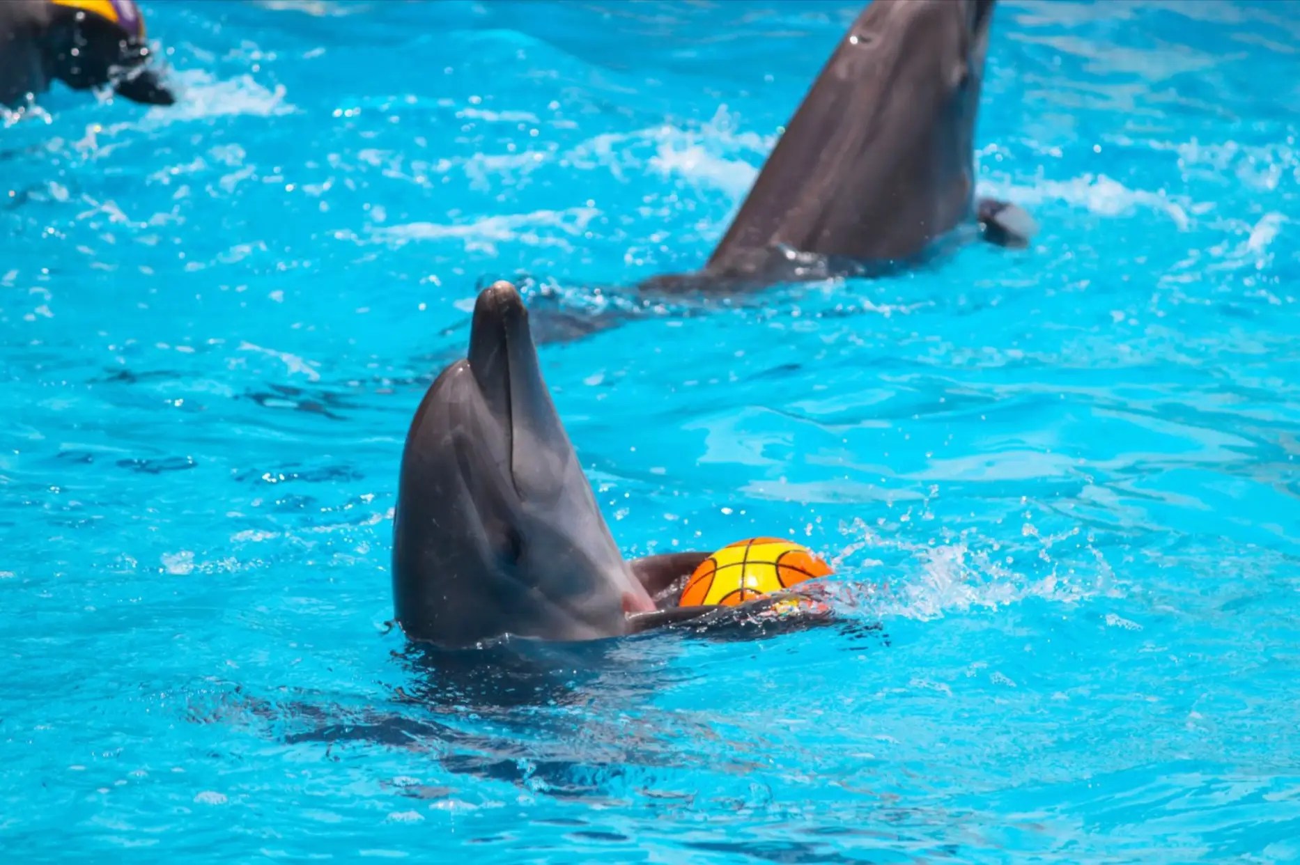 Dolphin in the water playing with a basketball.