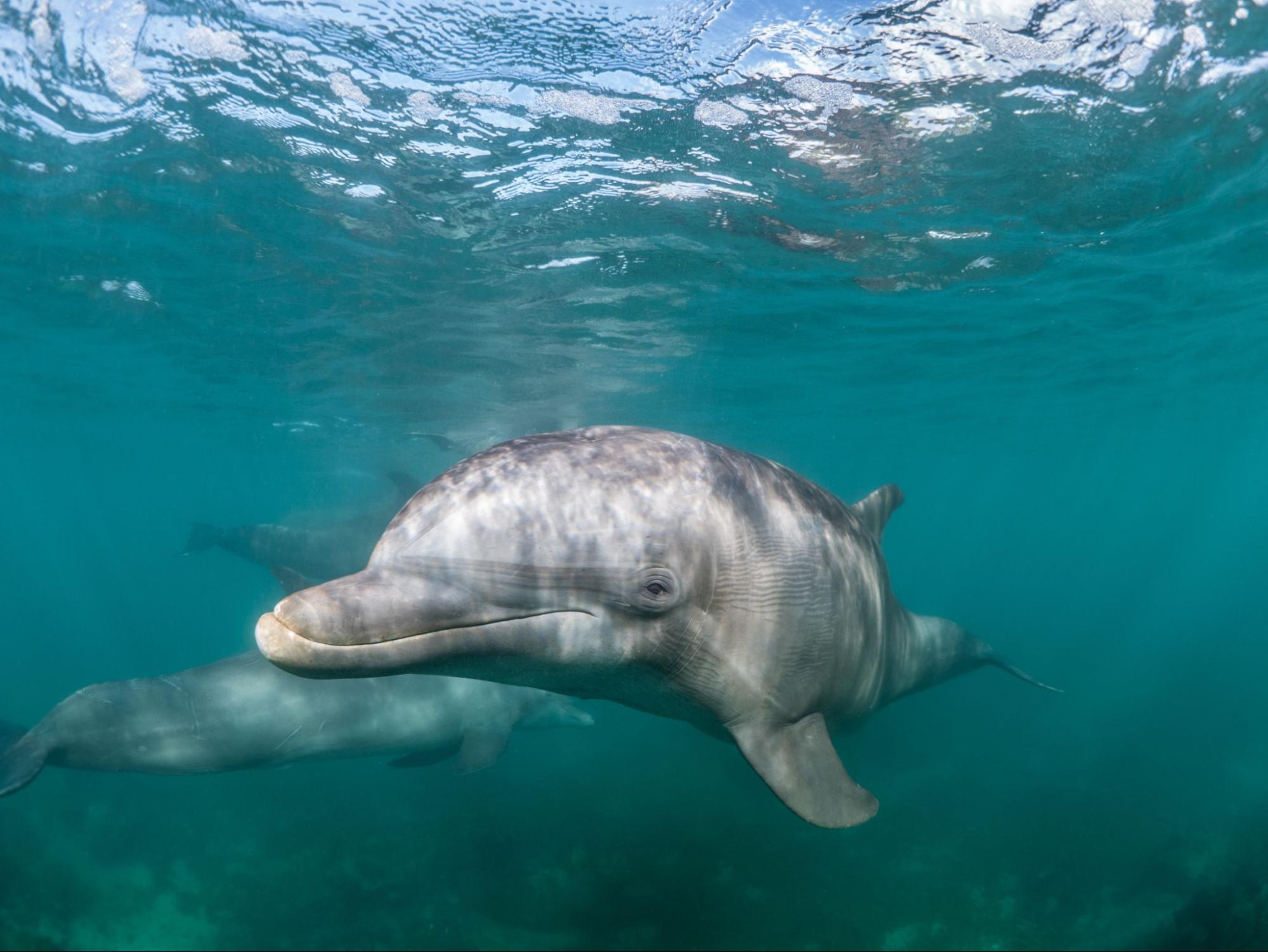 Two dolphins swimming underwater. 