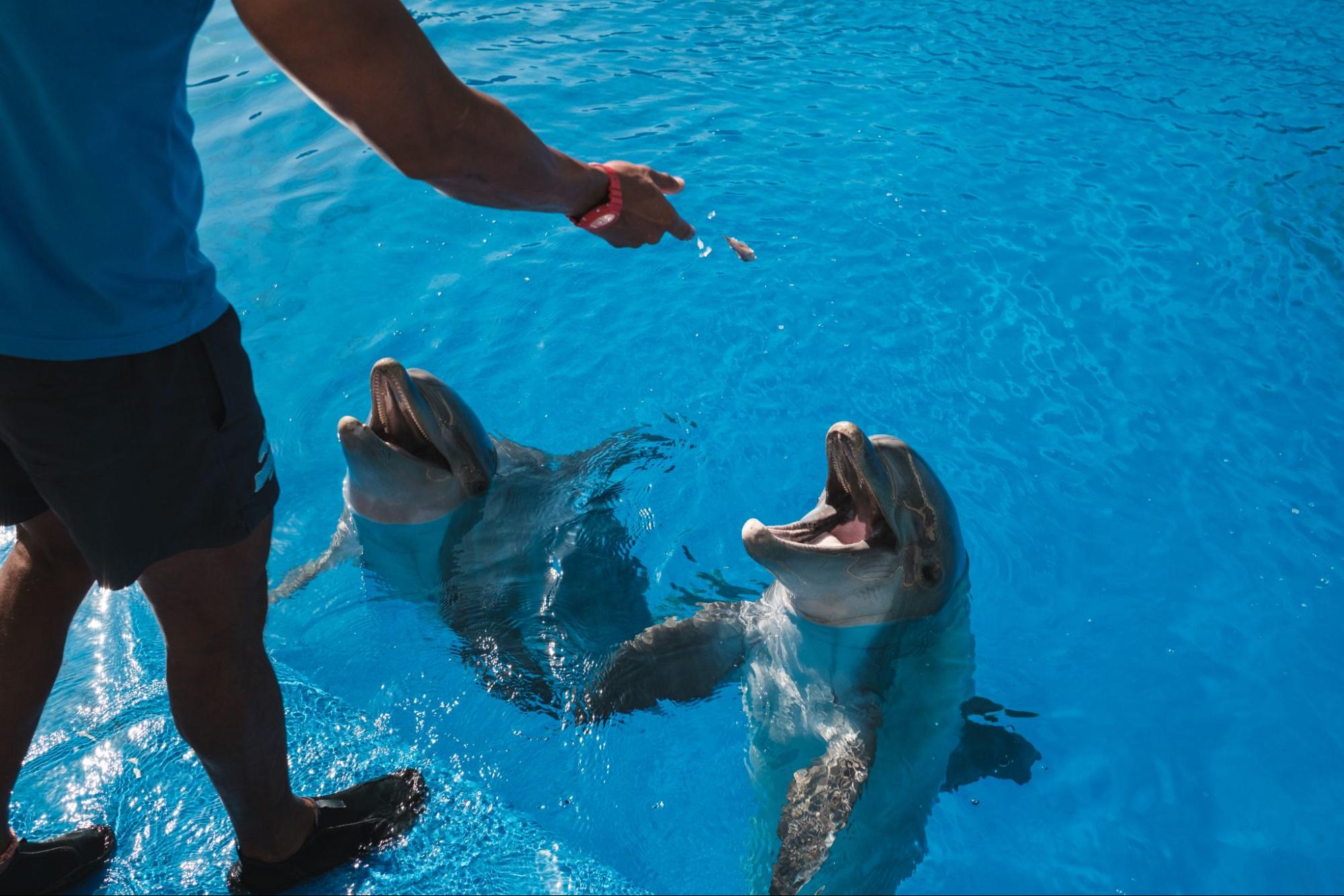 A cropped shot of a person feeding dolphins in a pool.