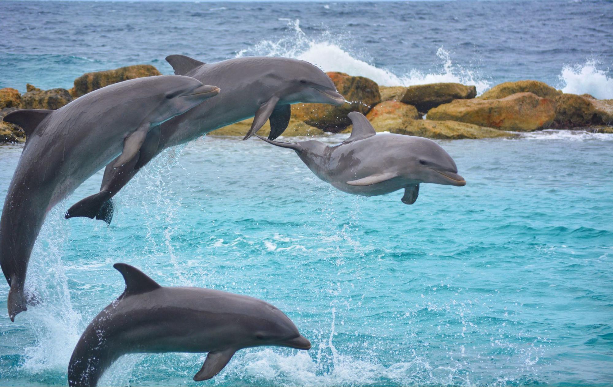 Dolphins jumping playfully in the ocean.