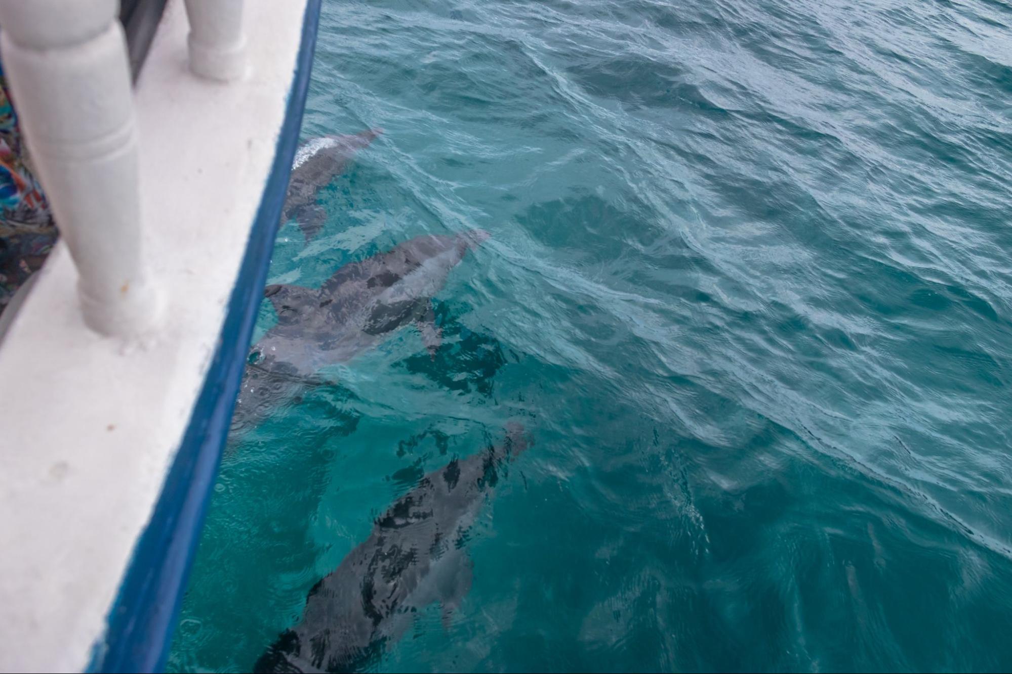 Dolphins playfully swim underwater alongside a boat in clear waters