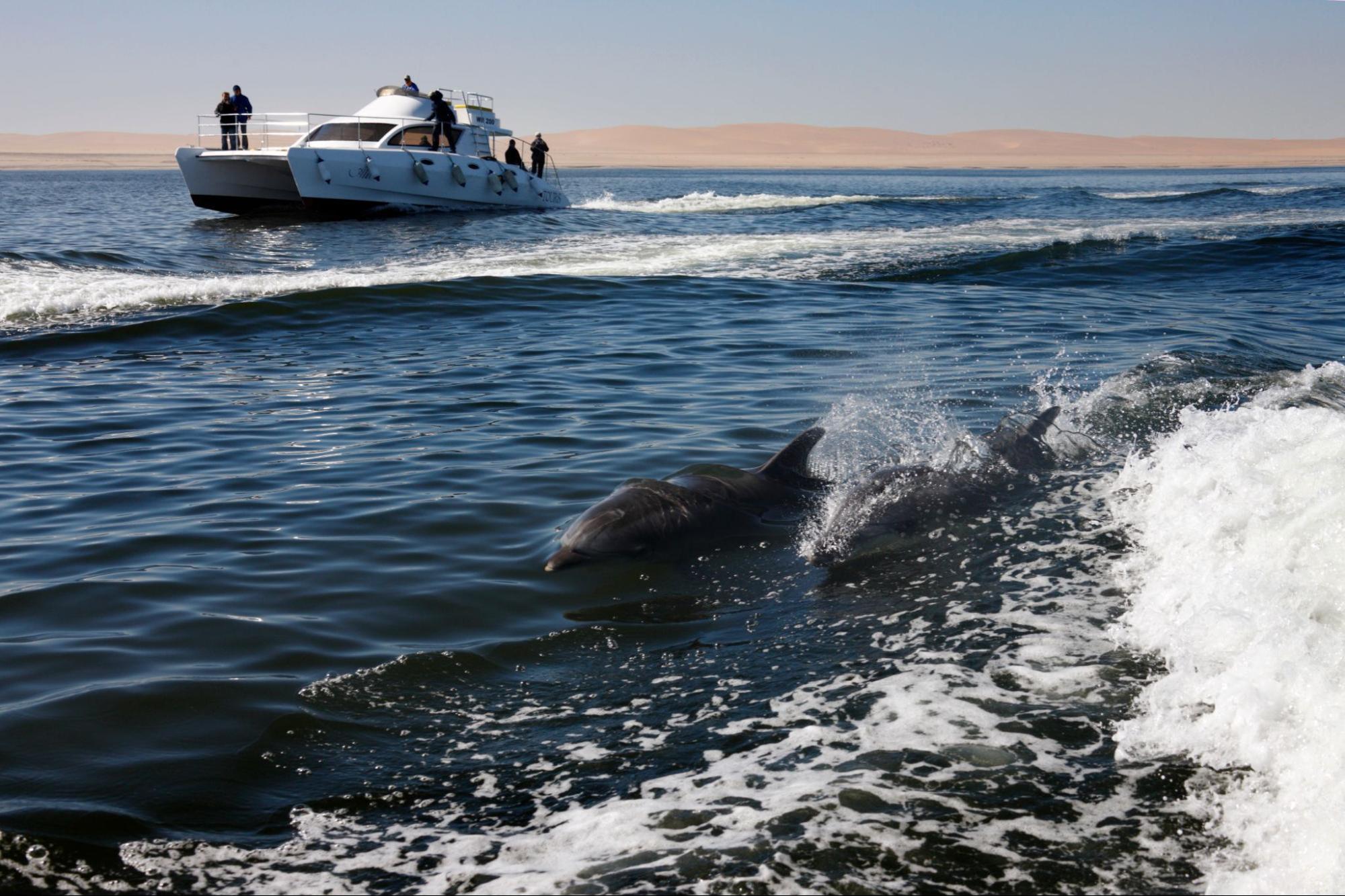 image1_97e8f6 A group of bottlenose dolphins swims near the boat, delighting passengers on the cruise.