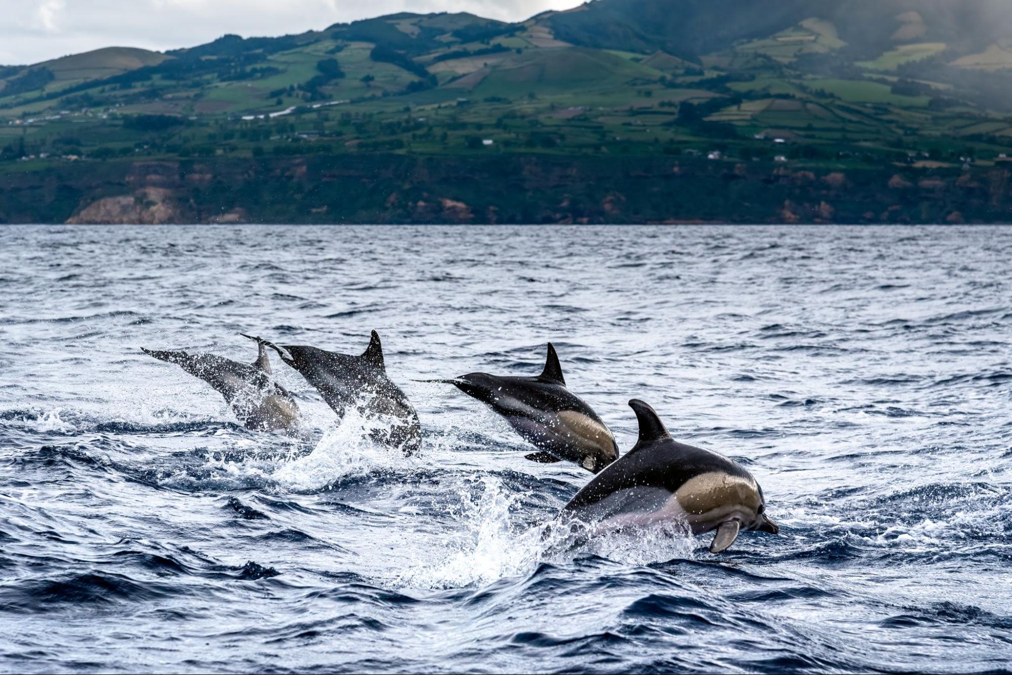 Dolphins leap out of the ocean with scenic mountains in the background.